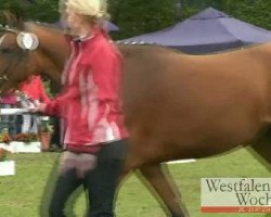 broodmare Heiligenbergs Night Starlight (German Riding Pony, 2008, from Night-Star I)