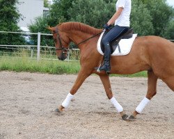 horse Wallaby (Hanoverian, 2003, from Wolkenstein II)