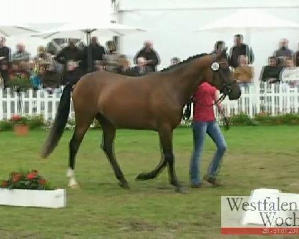 Zuchtstute Double Future v H (Deutsches Reitpony, 2008, von Danilo 80)