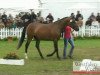 broodmare Double Future v H (German Riding Pony, 2008, from Danilo 80)