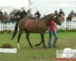 broodmare Double Future v H (German Riding Pony, 2008, from Danilo 80)