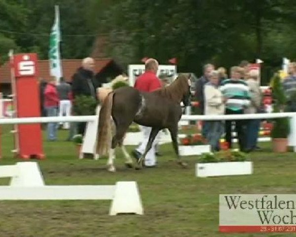 Zuchtstute Primadonna (Deutsches Classic Pony, 2008, von Cheg Kim's Pure Class)