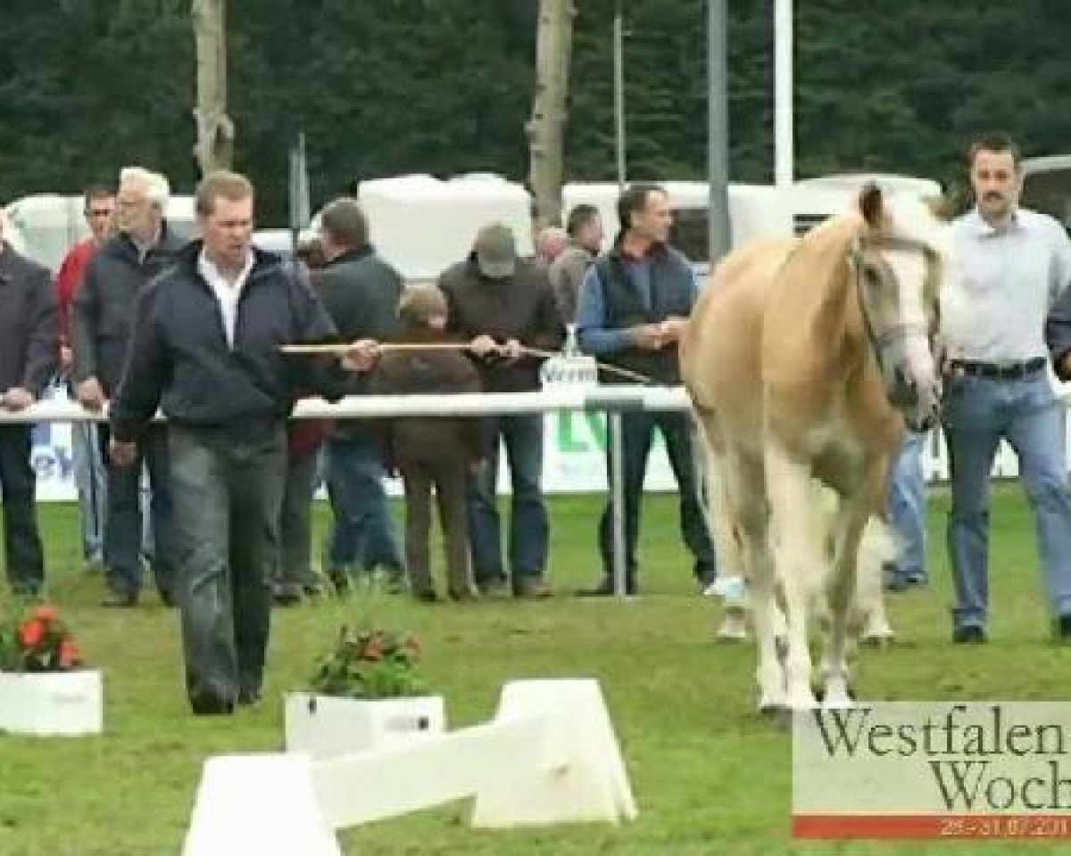 broodmare Arielle (Westphalian, 2008, from Adelshüter)