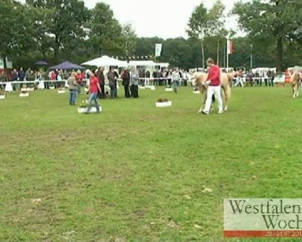 jumper Girl's Dream (German Warmblood, 2008, from Gepsom)