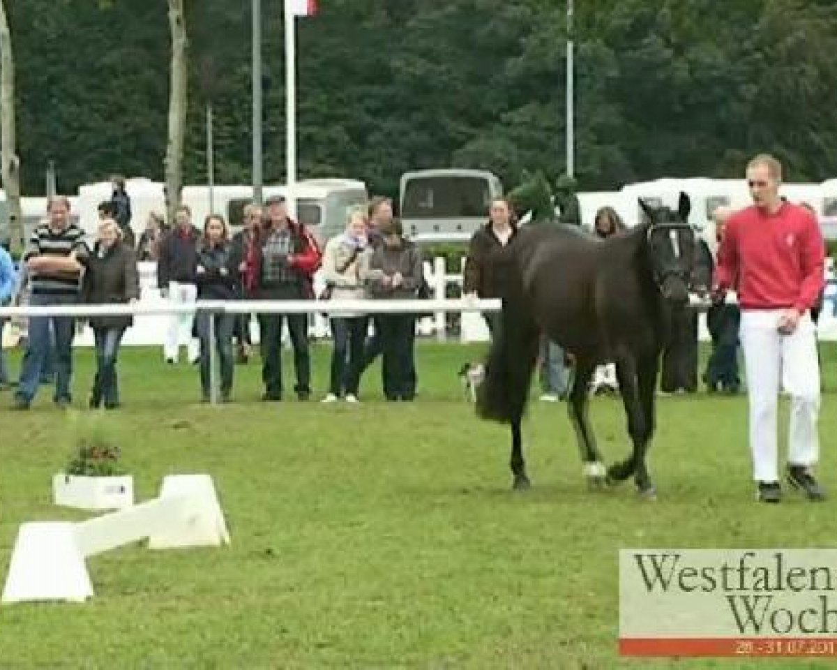 Springpferd Dollar Girl (Westfale, 2008, von Don Diabolo NRW)