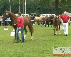 broodmare Daylight (Westphalian, 2008, from Luxius)