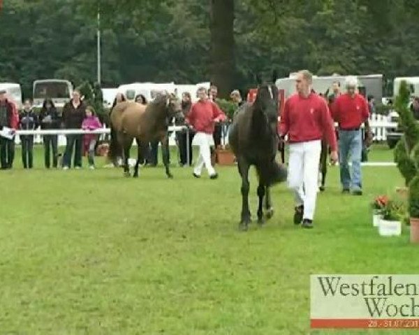 broodmare Daistsie (German Riding Pony, 2008, from Donatelli)