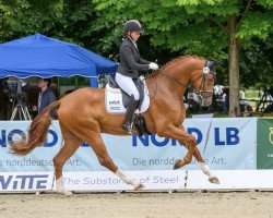 dressage horse Frontman OLD (Oldenburg, 2018, from For Romance I)