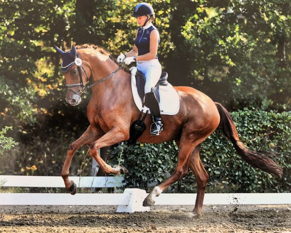 dressage horse Balalaika 29 (Oldenburg, 2016, from Bordeaux 28)