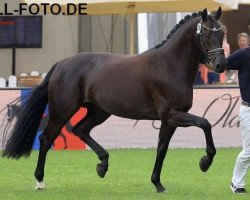 broodmare Sarina 288 (Oldenburg, 2018, from Finest Selection OLD)