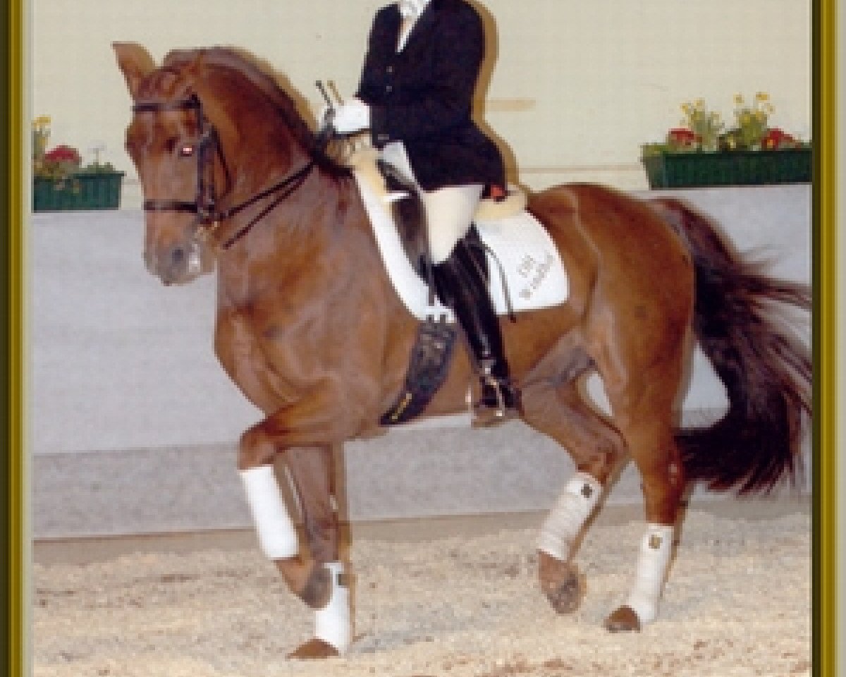 Deckhengst Rubin Rouge (Oldenburger, 1996, von Rubinstein I)