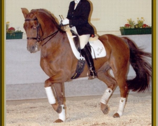 stallion Rubin Rouge (Oldenburg, 1996, from Rubinstein I)