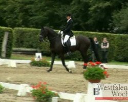 dressage horse Waterloo 232 (Hanoverian, 2004, from Weltruhm)