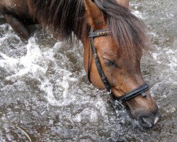 Pferd Dicker (Deutsches Reitpony, 1994)