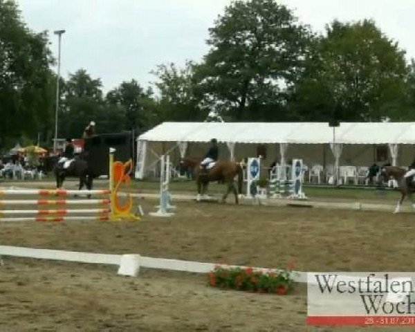 dressage horse Loxley's Girl F (Westphalian, 2006, from Lord Loxley I)