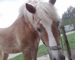 Pferd Petro (Haflinger, 1995)