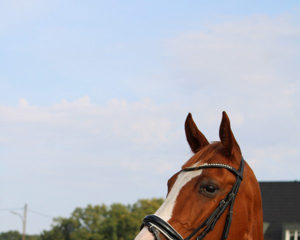 broodmare Paula (Rhinelander, 2006, from Peking)