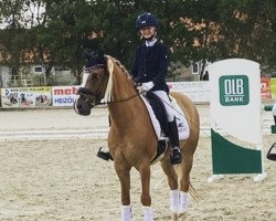 dressage horse Dream of Caramel At (German Riding Pony, 2013, from Dimension AT NRW)