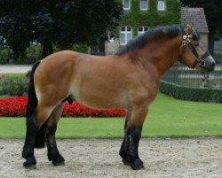 stallion Nemo I (Rhenish-German Cold-Blood, 2001, from Nerlinger RS)