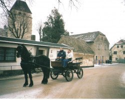 Pferd Richardt von der Mokkenburg (Friese,  )