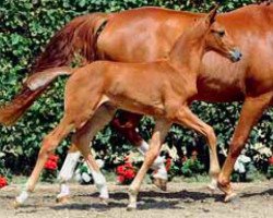 dressage horse Baxter (Rhinelander, 2011, from Boston)