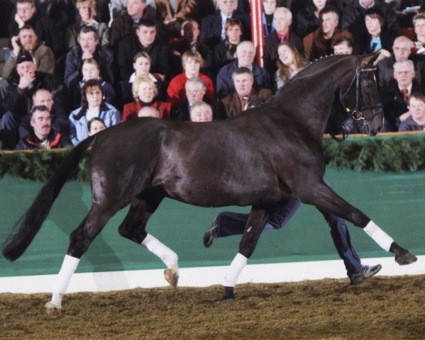horse Donnerschwee (Oldenburg, 1988, from Donnerhall)