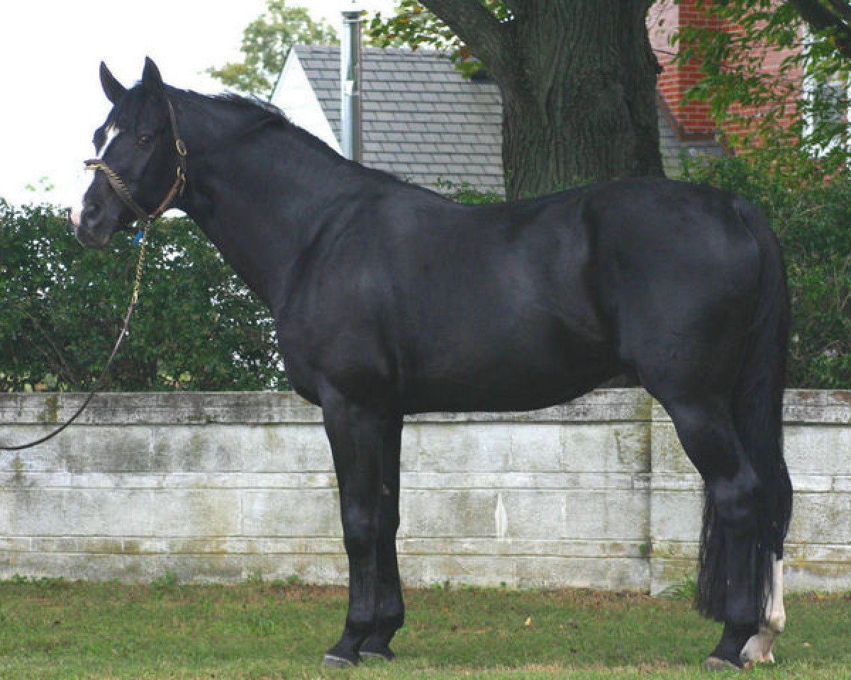 stallion Graf Rossini S (Oldenburg, 1989, from Grannus)