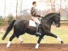 stallion Good Luck (Oldenburg, 1980, from Grannus)