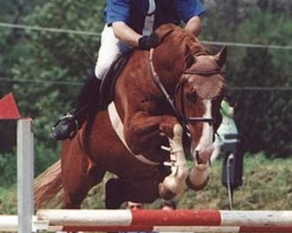 stallion Gonzo Go (Oldenburg, 1993, from Grannus)