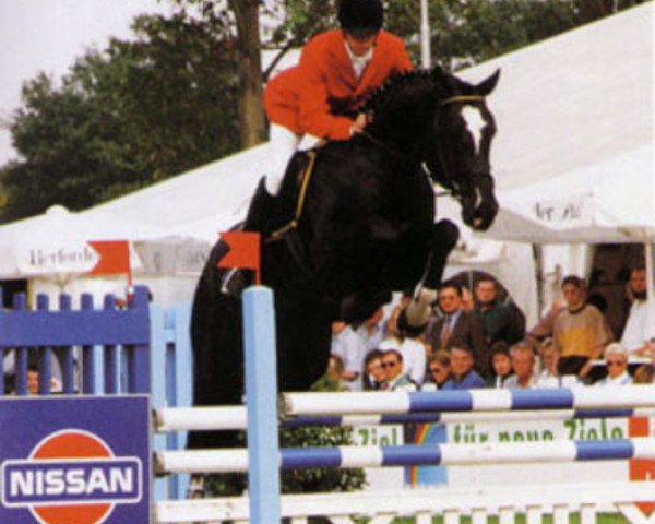 stallion Golden Game (Westphalian, 1992, from Grannus)
