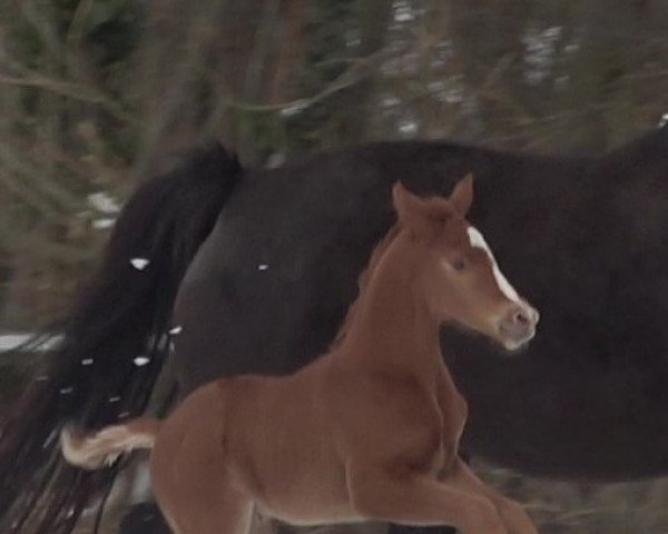 dressage horse In Love (Hanoverian, 2021, from In My Mind NRW)