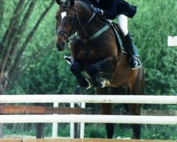 stallion Glaneur (Oldenburg, 1990, from Grannus)
