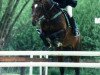 stallion Glaneur (Oldenburg, 1990, from Grannus)