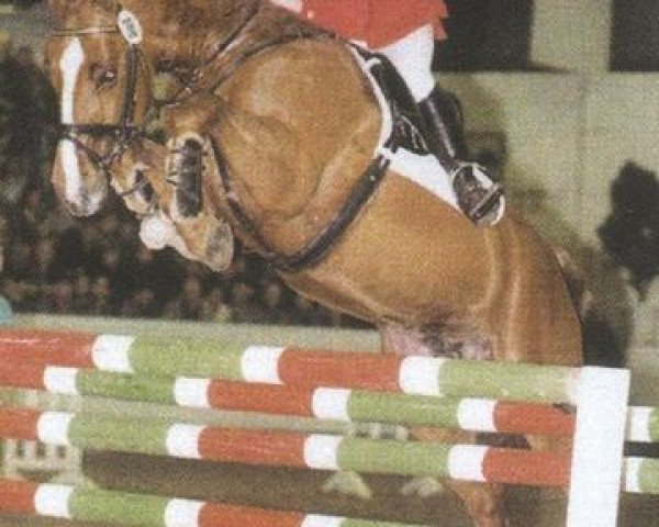 stallion Giradelli (Hanoverian, 1993, from Grannus)