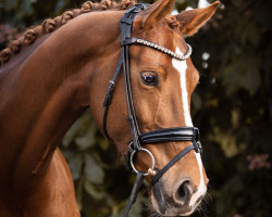 dressage horse Governor's Grace (Oldenburg, 2016, from Governor-Str)