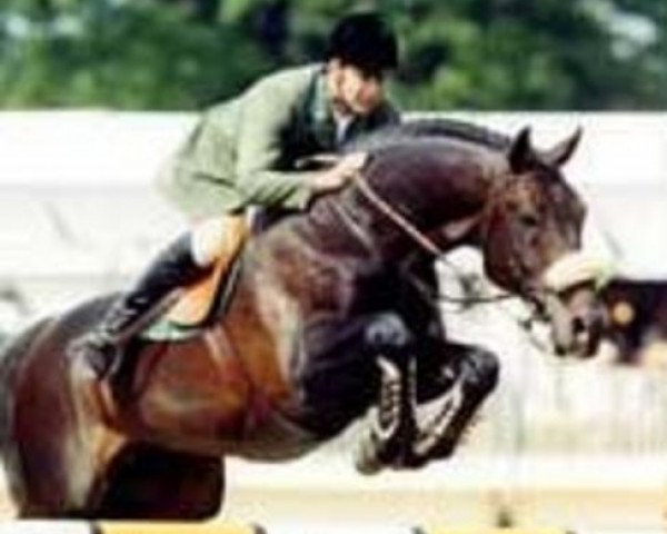 stallion Gio-Granno (Oldenburg, 1990, from Grannus)