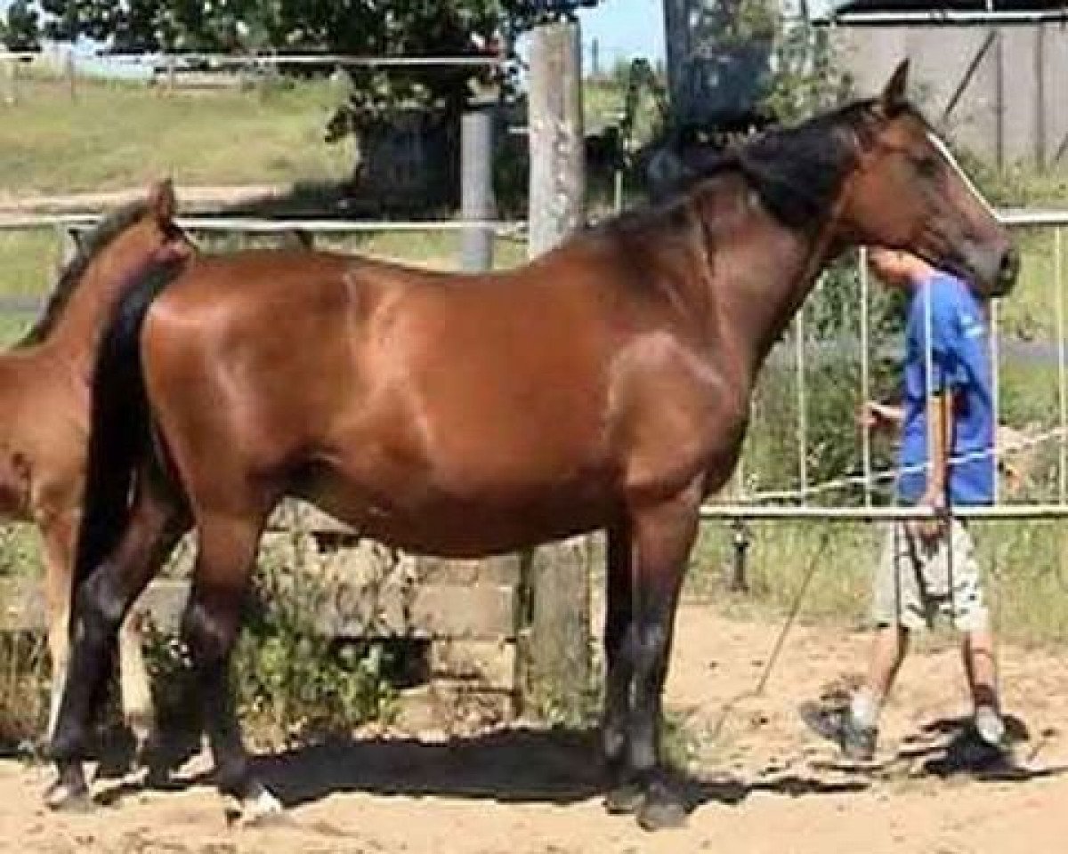 Zuchtstute Ginella (Oldenburger, 1992, von Grannus)