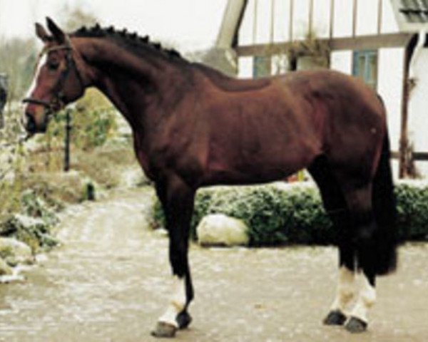 stallion Geysir (Hanoverian, 1990, from Grannus)