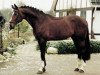 stallion Geysir (Hanoverian, 1990, from Grannus)