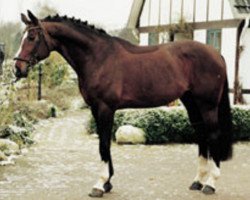 stallion Geysir (Hanoverian, 1990, from Grannus)