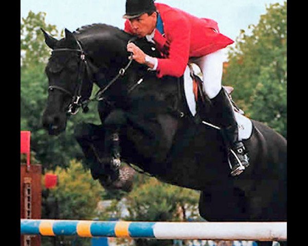 stallion Gervantus II (Oldenburg, 1987, from Grannus)