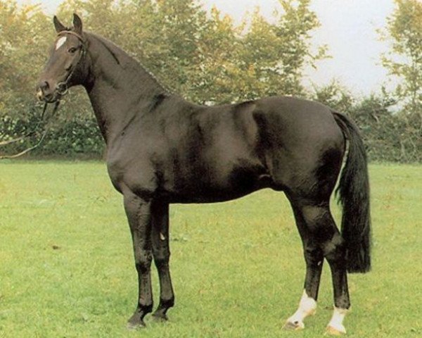 stallion Gervantus I (Oldenburg, 1986, from Grannus)