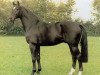 horse Gervantus I (Oldenburg, 1986, from Grannus)