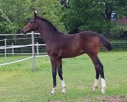 dressage horse Ti Amo (Hanoverian, 2022, from Tik Tok 4)