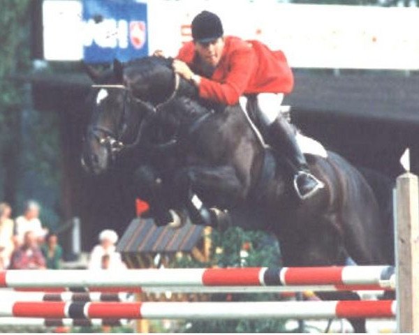 stallion Germany (Hanoverian, 1990, from Grannus)