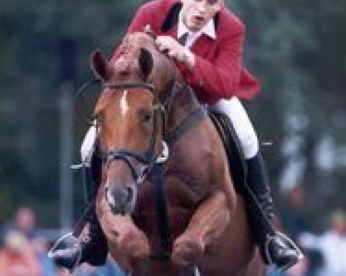 Deckhengst Geraldini (Oldenburger, 1991, von Grannus)
