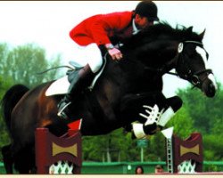 stallion Gambrinus (Bavarian, 1992, from Grannus)