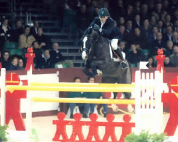 stallion Kupido K (KWPN (Royal Dutch Sporthorse), 1992, from Grannus)