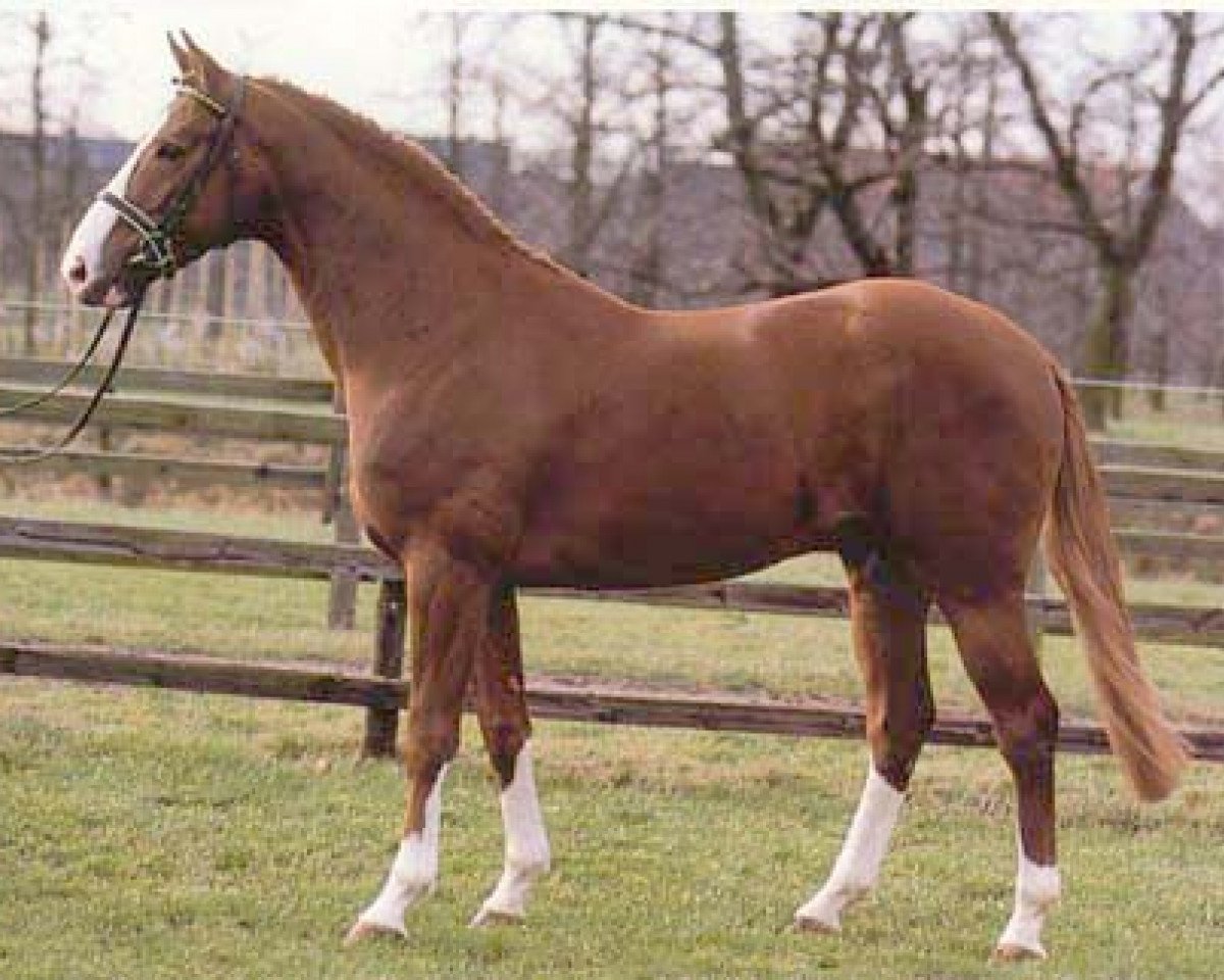 Deckhengst For Pleasure (Hannoveraner, 1986, von Furioso II)