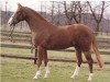 stallion For Pleasure (Hanoverian, 1986, from Furioso II)